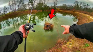 My Backyard Bass Pond is ALIVE!!! (NEW Fish Tagging System!!)