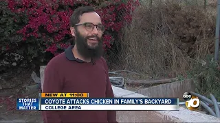 Coyote attacking chicken caught on video in College Area