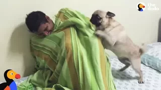 Pug Dog FREAKS OUT After Reunited With Hiding Uncle | The Dodo