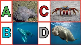 A To Z Aquatic 🐳🐟🐠🐡🦈🐙🦑Animals | Aquatic Animals With Pronunciation | A To Z Sea Animals With Videos