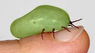 जानिये कैसे ये छोटा जानवर आपकी जान ले सकता है 5 Most Dangerous Bugs Around The World