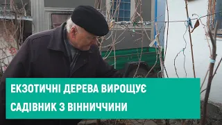 03.12.2020. Екзотичні дерева вирощує садівник з Вінниччини