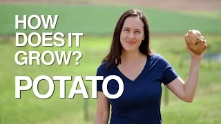 POTATO | How Does it Grow?