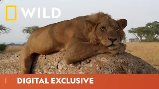 Unusual Lion Behaviour  | Tree Climbing Lions | National Geographic Wild UK