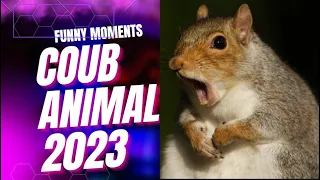 Coub animals - Funny animals videos 2023 Part1