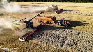 4Kᵁᴴᴰ Harvest 2023: Two Claas Lexion 8800 TT combines in very dusty wheat in Suffolk - Part 1 of 2!!