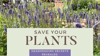 Save Your Plants: Deadheading Secrets Revealed!