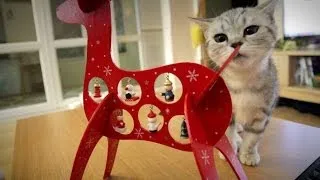 litte suri, a Kitten React to Christmas decoration.