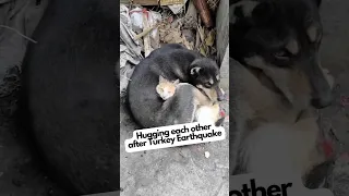 Dog and Cat Hugging Each Other after Turkey Earthquake - You Can See the Fear in Their Eyes #shorts