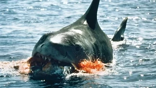 10 Worst Shark Attacks