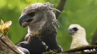 Rare Harpy Eagles Found Nesting With Chick | 4K | Panama 🌎 🇵🇦 | Wild Travel | Robert E Fuller