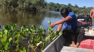 Aprenda a fazer sal de uma planta aquática do Rio Xingu