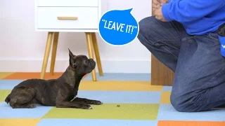 How to Train Your Dog to Leave It | Chewy