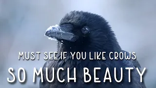 Adoreable Crow Catching Snowflakes & Having A Good Scratch In Snowstorm - Beautiful Slow Motion