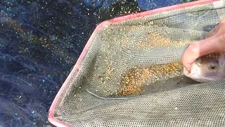 Panen Larva Ikan Nila