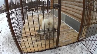 Вольер для Алабая своими руками