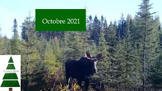 Camp de chasse - Octobre 2021