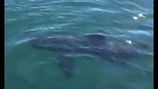 2001: A Cape Jervis Great White Shark Encounter!