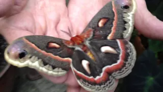 Hyalophora Cecropia Moth