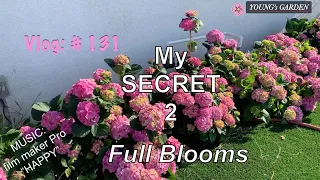 Full of blooms in my Hydrangea garden. What’s my secret?! Must watch!