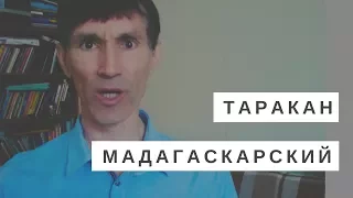 Стихи для детей. Таракан мадагаскарский. Валерий Лопатин