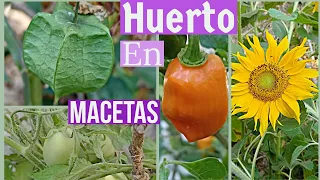 Huerto en macetas de tómate chiles jitomate girasol