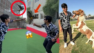 Tamed Parrot Ko Fly Krwai 😱 Miniature Horse Ka Dance Dakha 😍