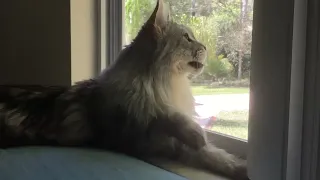 Maine Coon Chitter Chirping at Bird