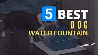 ⭕ Top 5 Best Water Fountain for Dogs 2024 [Review and Guide]