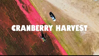 A Cape Cod Cranberry Harvest