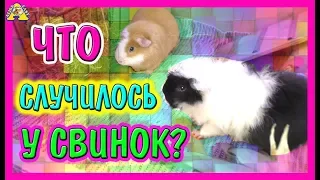 Свинский ВЛОГ / Что нового у Свинок? 🐽/ Несколько ФАКТОВ 👀/ Vlog о Морских Свинках / Alisa Easy