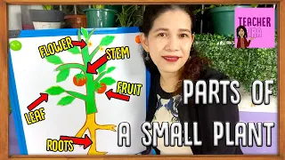 Parts Of A Small Plant  |  Science for Kids  |  Teacher Ira