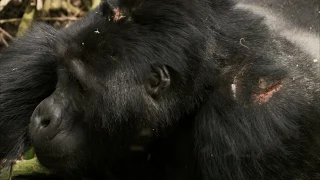 Silverback Chest Beating | Mountain Gorilla | BBC Earth