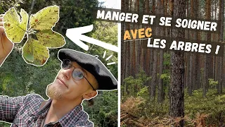 Comment RECONNAÎTRE les ARBRES de La Forêt FACILEMENT ! #1