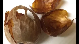 Avocado seed husks could be a gold mine of medicinal and industrial  compounds