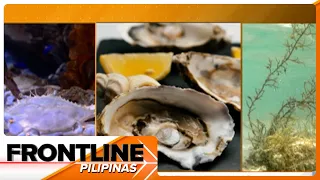 Mga lamang dagat, nakitaan ng mga iba't ibang klase ng ilegal na droga | Frontline Pilipinas