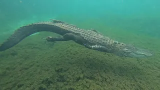 Gator encounter while kayaking Alexander Springs