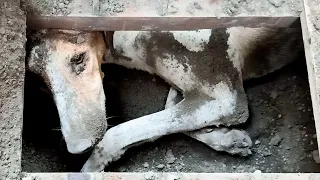 C'était moins une ! Un sauvetage de chien qui donne la chair de poule !