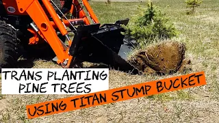 Trans planting pine trees Using Titan Attachments Stump Bucket!