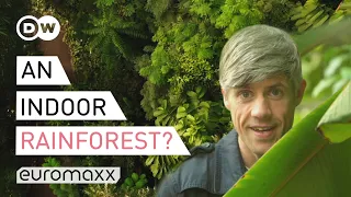 Europe’s Biggest Rainforest Is In... England?