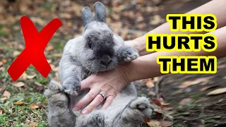 These Everyday Things HURT Your Rabbit's Feelings!