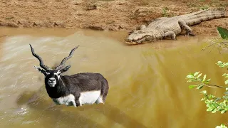 FULL VIDEO Crocodile Attacks and Hunt Easily Kudu Animal