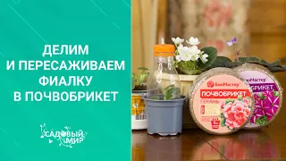 Делим и пересаживаем фиалку  в почвобрикет. Когда можно пересаживать комнатные цветы.