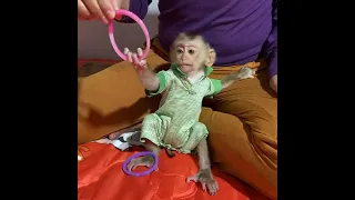 Wow Monkey TORO Take uot Rubber Band From Mom