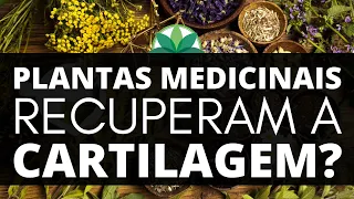 "Plantas medicinais recuperam a cartilagem?"