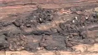 Ancient Bee's Nests, Petrified Forest National Park