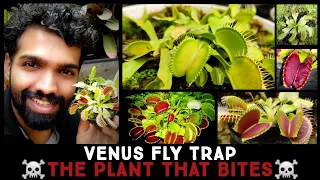 Venus Fly Trap And How To Care For Them In The Tropics | Dionaea muscipula @NandanamExotics