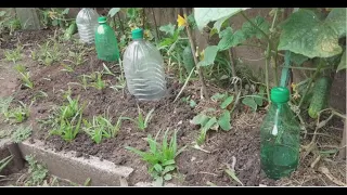 HOW TO MAKE A DRIPPER DIRECTLY AT THE ROOTS OF PLANTS