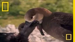 SHARK vs. BIRD | National Geographic