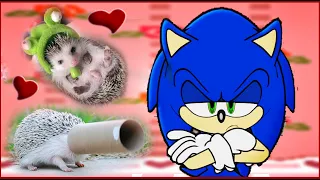 If Sonic The Hedgehog was in a Cute Hedgehogs Compilation Video